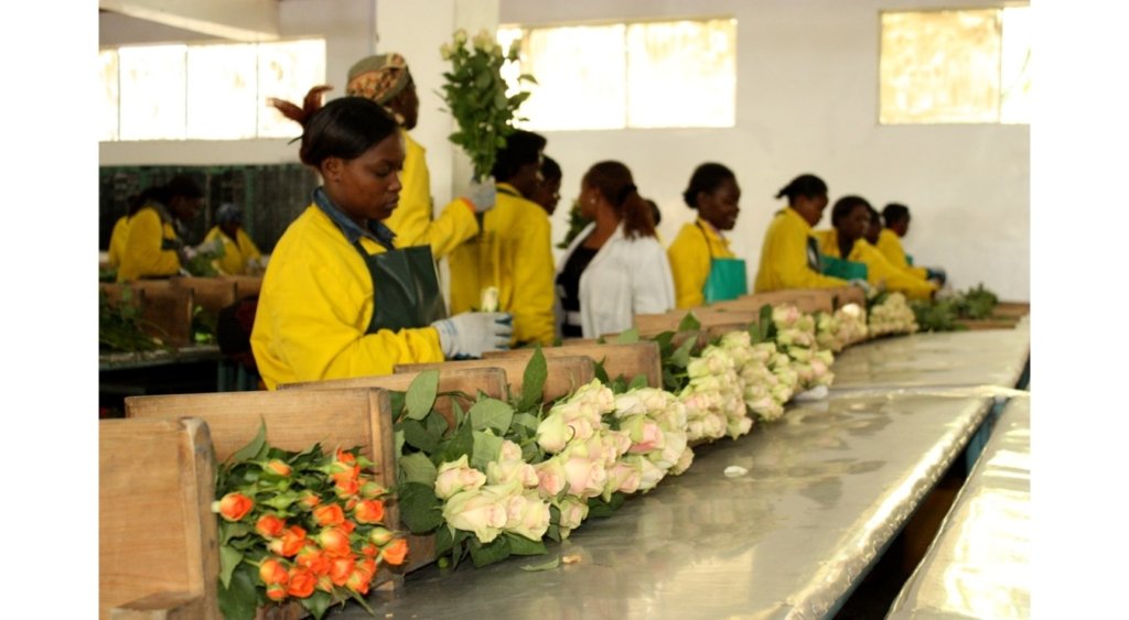 Kenya is the world&#039;s 4th-largest flower exporter and makes over $500m a year