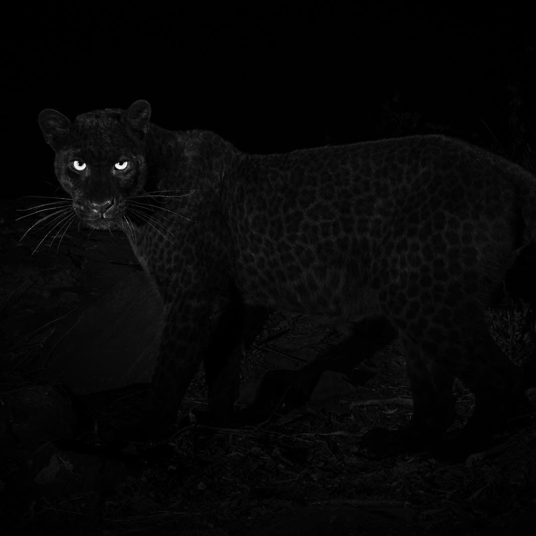 The real Black Panther spotted in Kenya, but is it the first time in 100 years? [Photos]