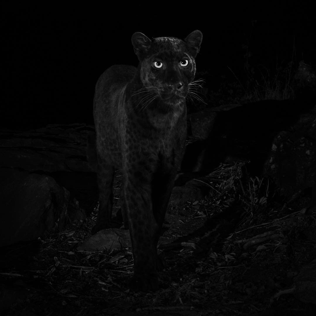 The real Black Panther spotted in Kenya, but is it the first time in 100 years? [Photos]