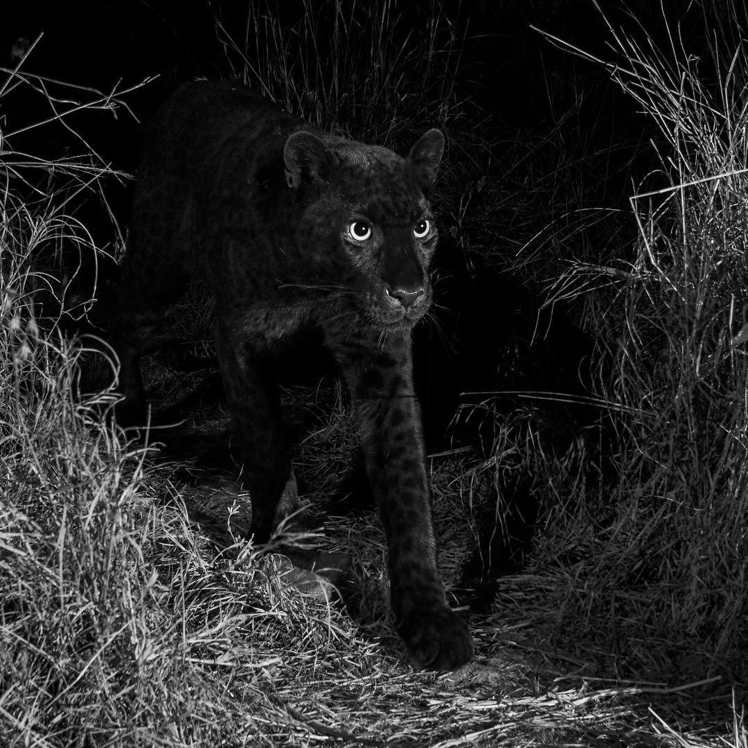 The real Black Panther spotted in Kenya, but is it the first time in 100 years? [Photos]