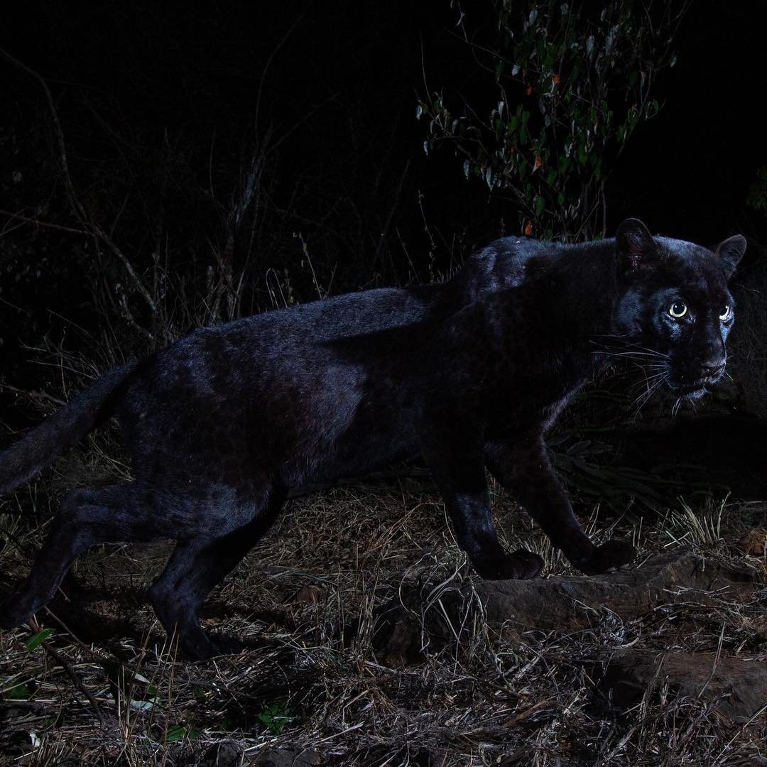 The real Black Panther spotted in Kenya, but is it the first time in 100 years? [Photos]