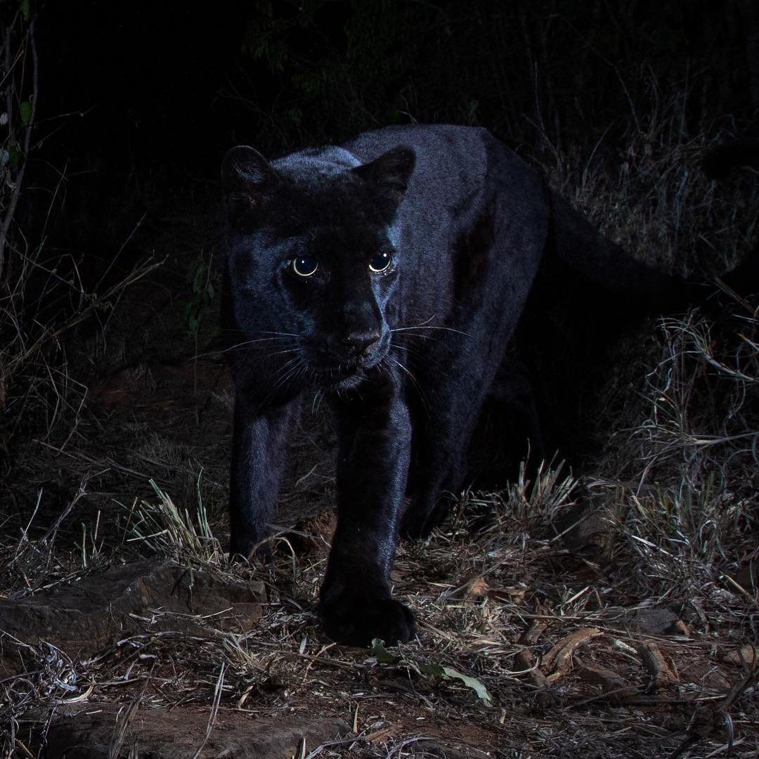 The real Black Panther spotted in Kenya, but is it the first time in 100 years? [Photos]