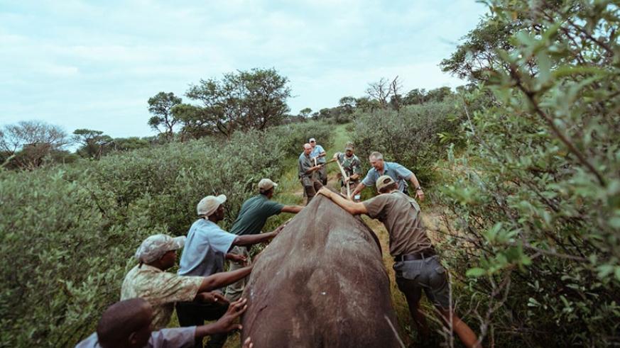 Rwanda is taking back endangered black rhinos from Europe to protect the species