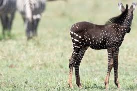 Rare black and dotted zebra spotted in Kenya causes stir [Photos]