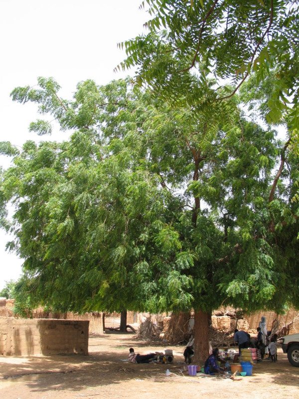 Discover the Neem tree, the &#039;tree of the forty cures&#039;