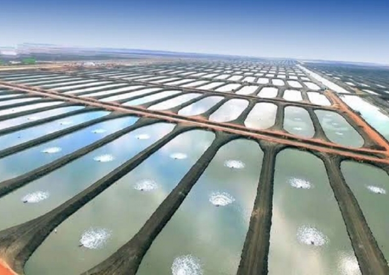 Expect Africa's biggest fish farm in Egypt to produce more than 150,000 tons of fish annually