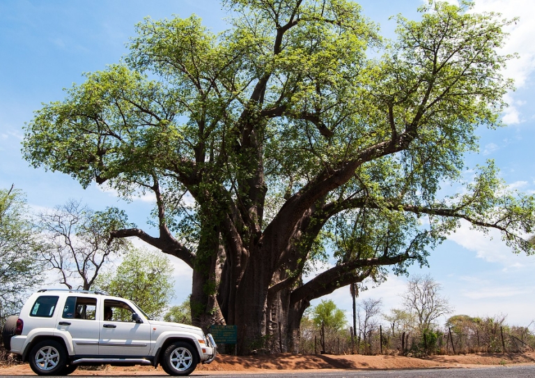 Interesting facts about 8 of the oldest trees in Africa Page 3 of 9
