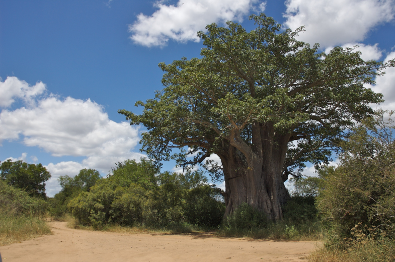 Interesting facts about 8 of the oldest trees in Africa Page 4 of 9