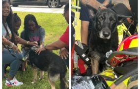 Microchip helps reunite lost German shepherd with family after 6 years