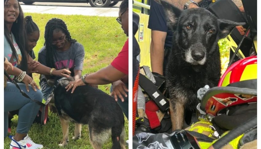 Microchip helps reunite lost German shepherd with family after 6 years