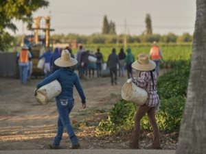 Trump’s tougher immigration policies leave crops unharvested, construction stalled, and health care short-staffed as immigrant labor declines.