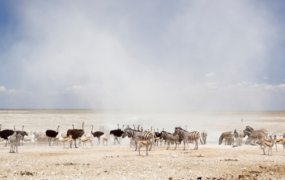 Over 100 soldiers sent to battle fire that ravaged a key nature reserve in Namibia