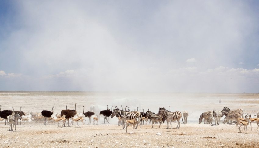 Over 100 soldiers sent to battle fire that ravaged a key nature reserve in Namibia