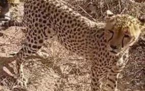 I have slaughtered 15 sheep to feed it – Kenyan family on adopting cheetah cub despite criticism