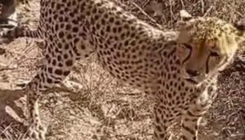 Kenyan family on adopting cheetah cub despite criticism: ‘It became one of the children’