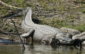 Zambia: Crocodile kills fisherman evading elephants